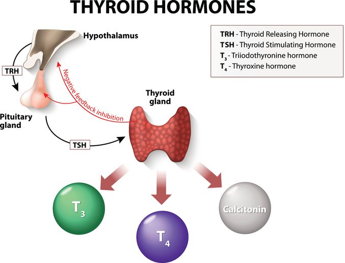 Thyroid-hormones-T4-and-T3.jpg