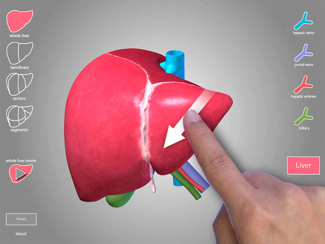 肝臟 (4).jpg