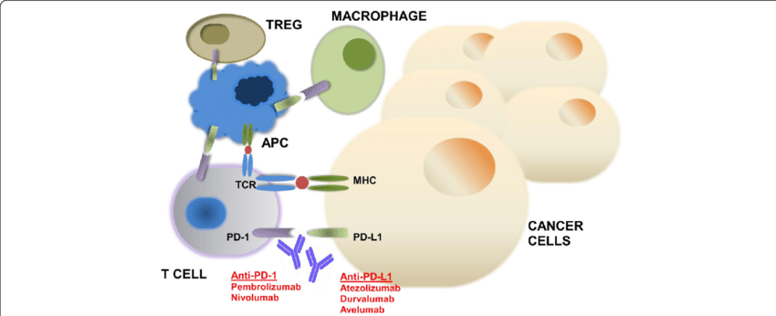 1600136140431607.png Mechanism-of-action-of-PD-1-and-PD-L1-inhibitors-The-programmed-cell-death-1-PD-1.png