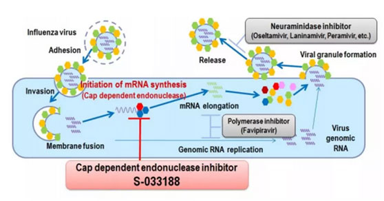 Baloxavir marboxil作用機(jī)理