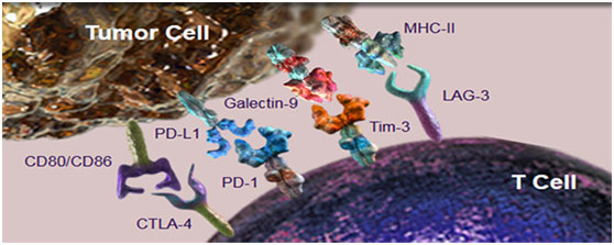 免疫檢查點(diǎn)抑制劑