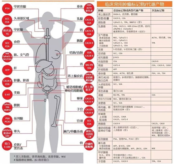 腫瘤標志物，常見的腫瘤標志物的類型