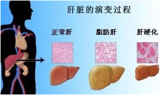 肝臟的演變過程