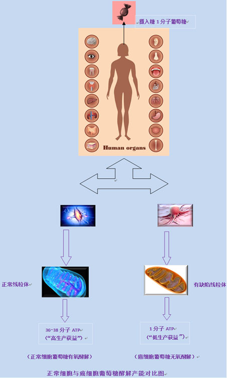 正常細胞與癌細胞葡萄糖酵解對比圖