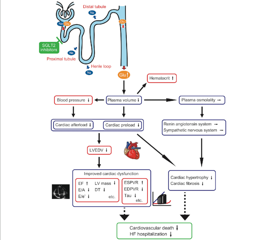 1636683891187331.png Effect-of-SGLT2-inhibitors-on-cardiac-function-and-cardiovascular-outcome-Osmotic.png